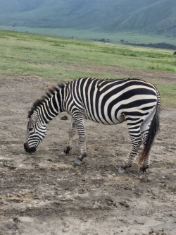 A zebra on the vacant block before construction